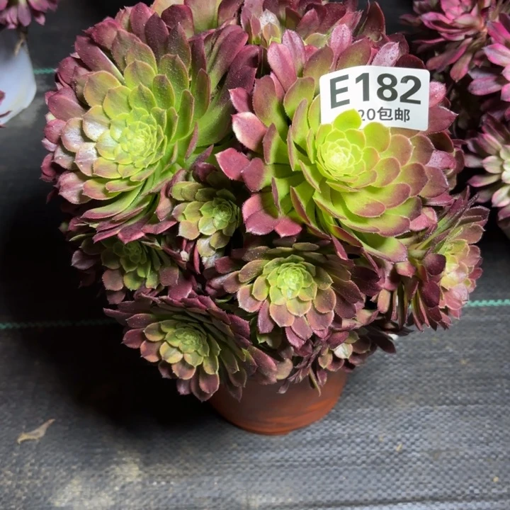 瑞妈一物一拍182