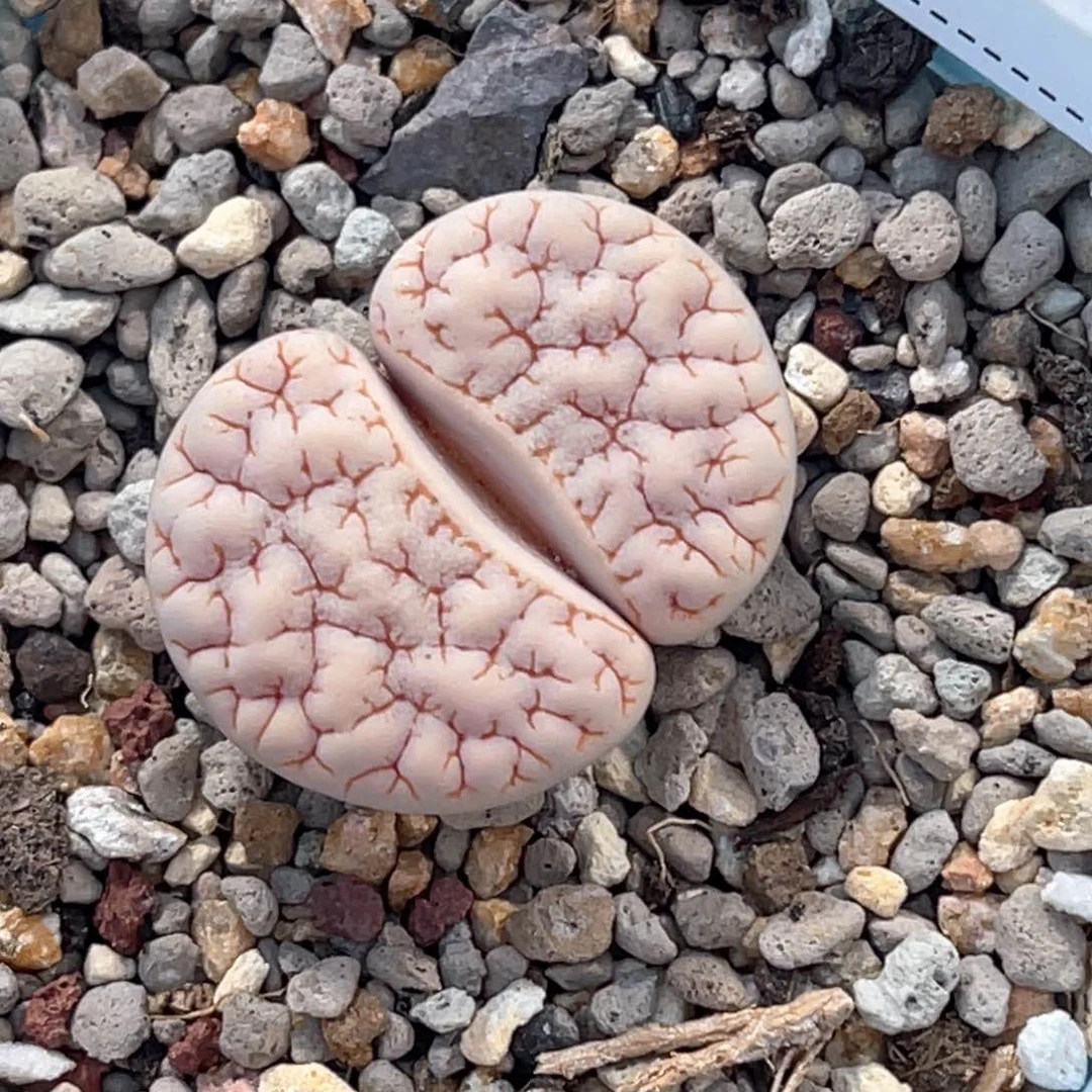 5991粉体凹凸1891尺寸2.6