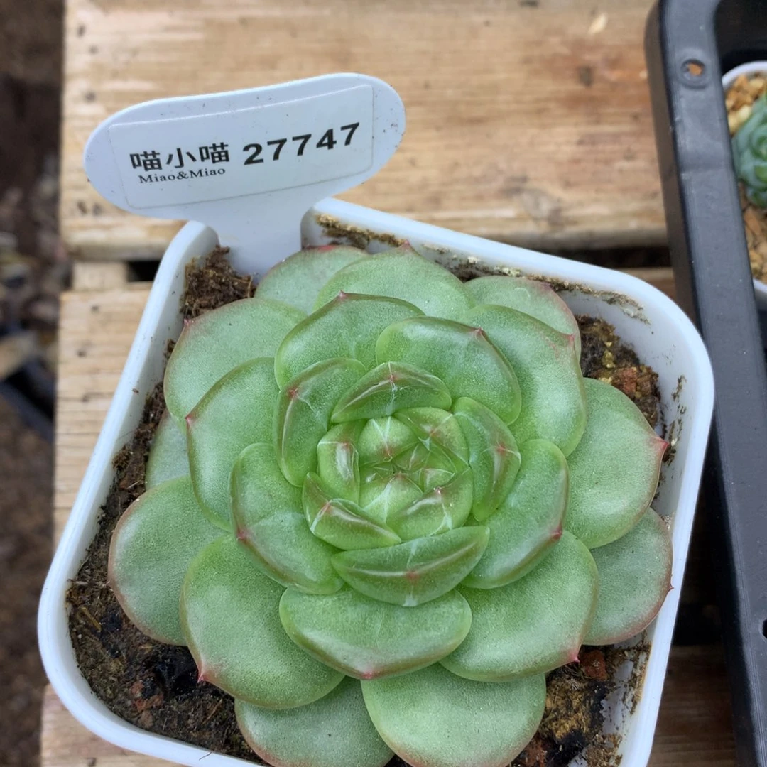 N***e多肉植物杂交珍妮