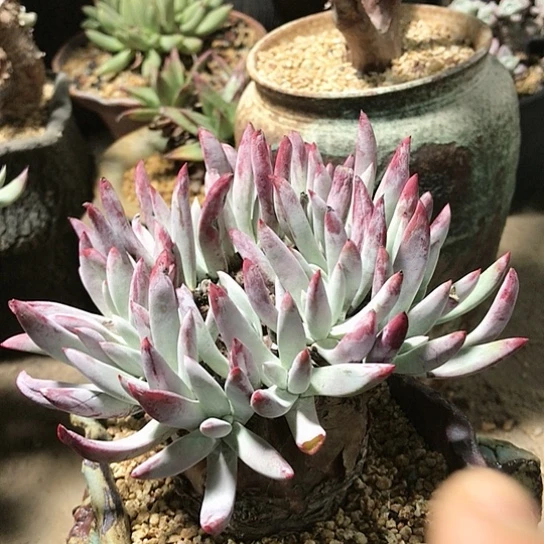 韩货原种仙女棒杯