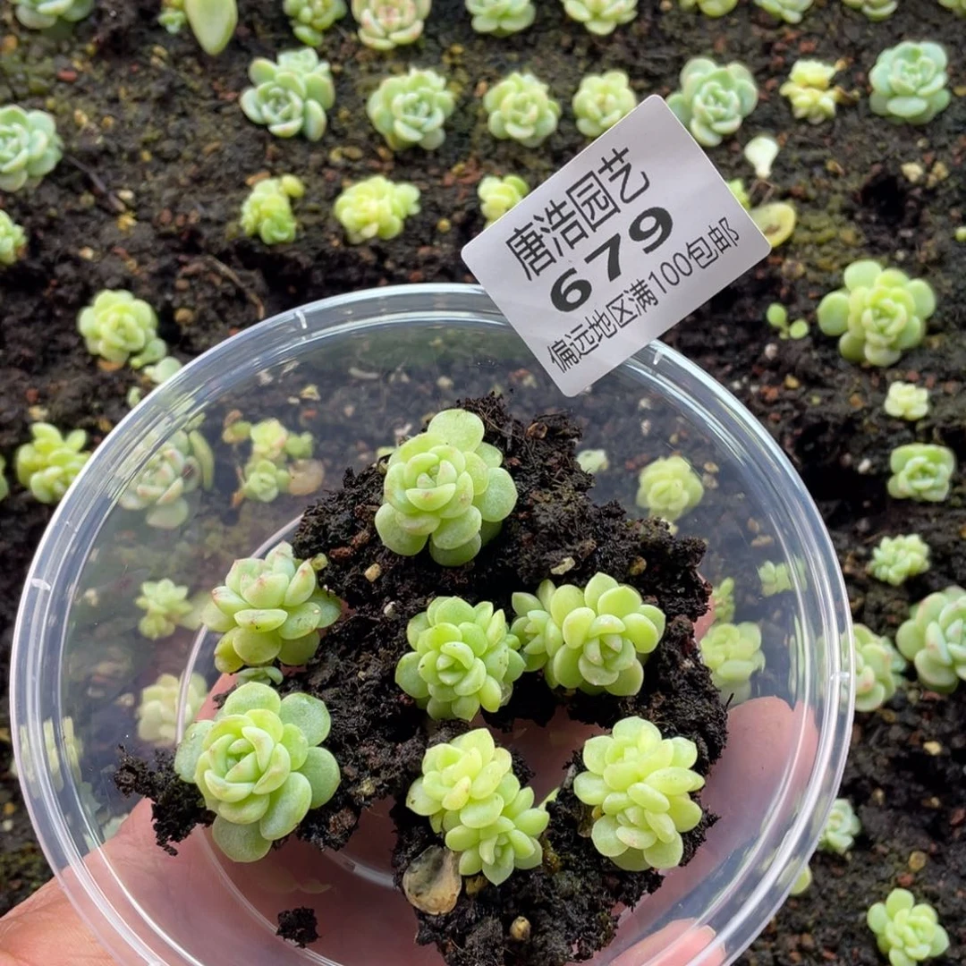 黎***号西米露4号一物一拍679…