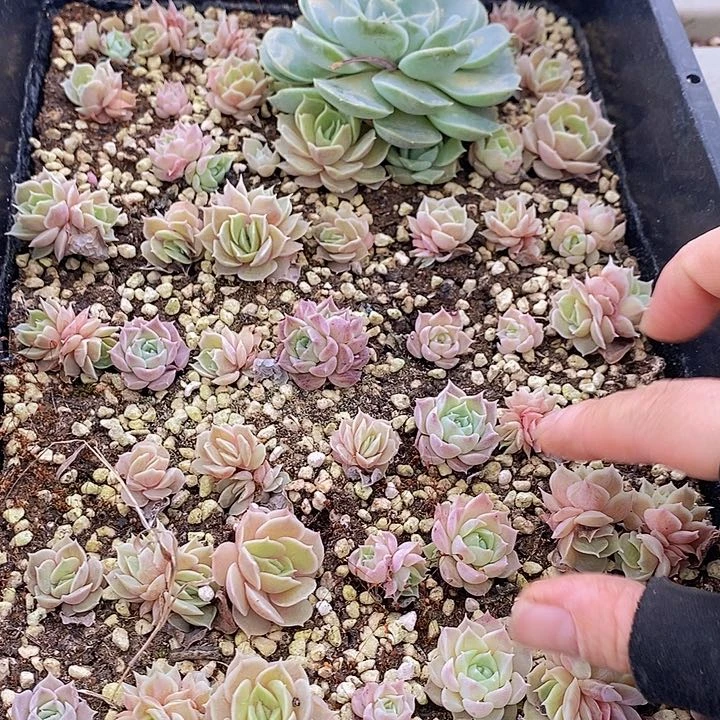 114 多肉植物盆栽花卉