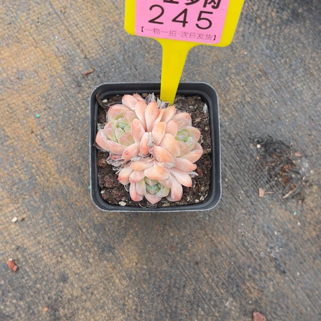 痣***b云尘多肉一物一拍245