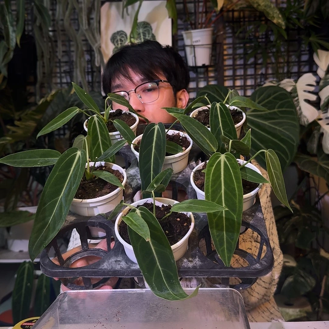 完全开放火鹤后随机发