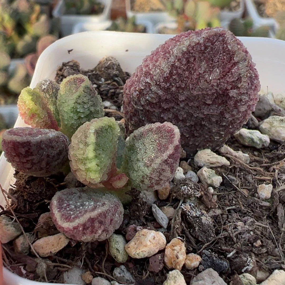 紫猪肝大苗多肉植物水泡多肉植物