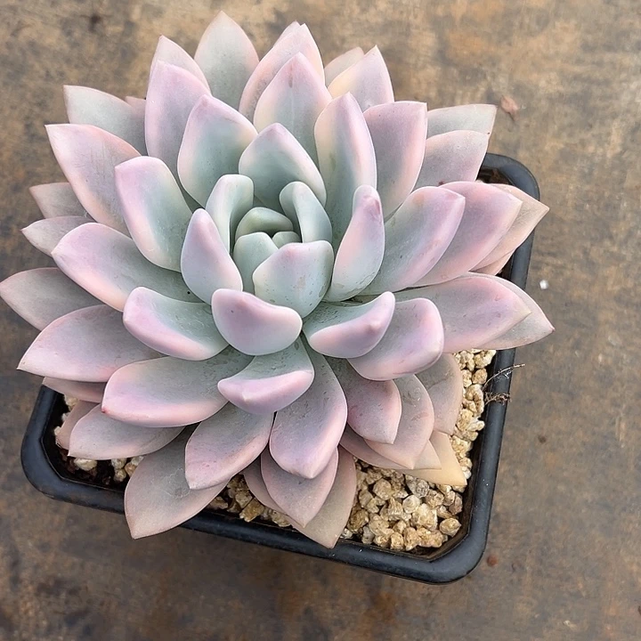 奥普琳娜锦大单头