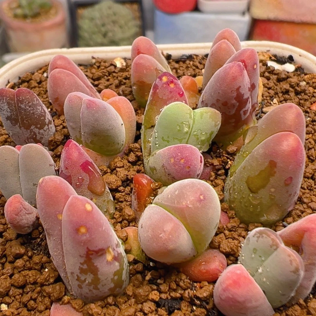 63多肉植物百科知识