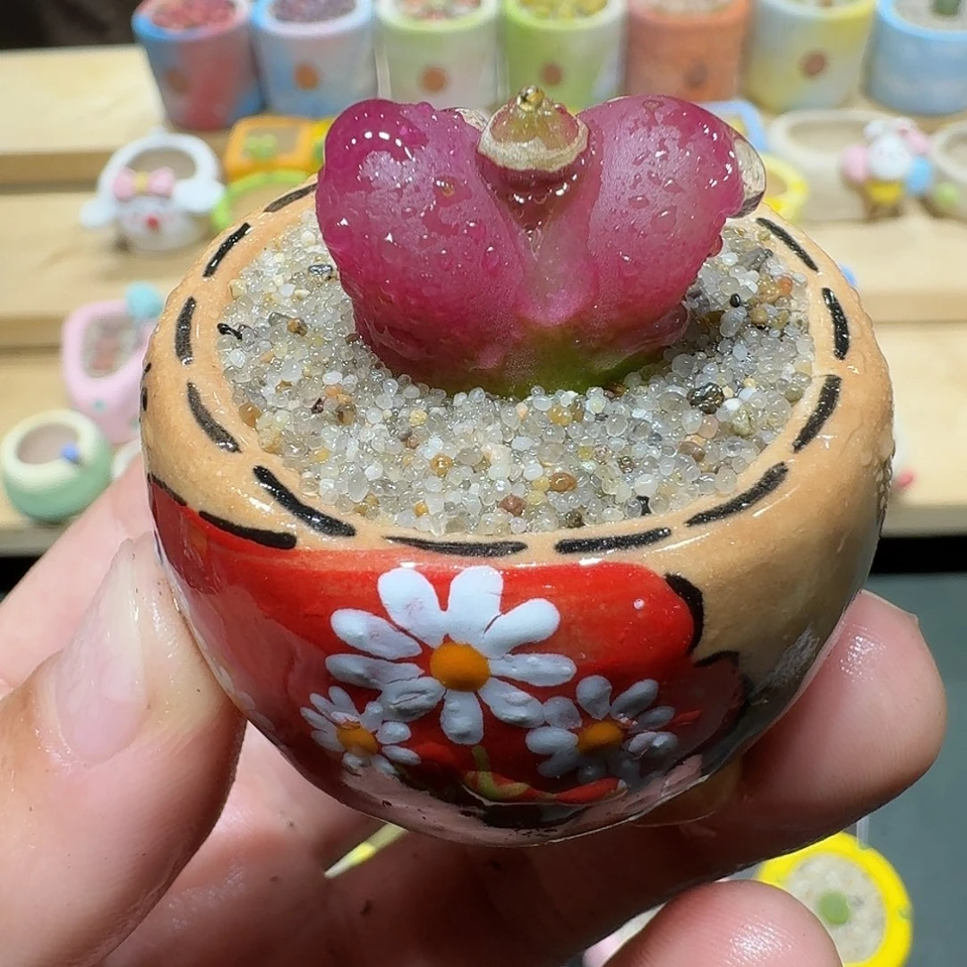 红陶蘑菇365毛汉尼