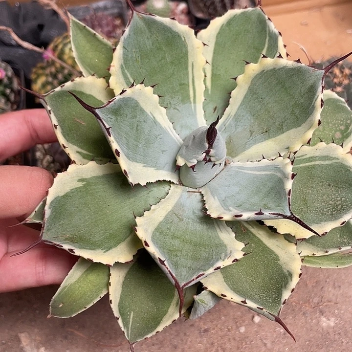 877仙人球开花植物