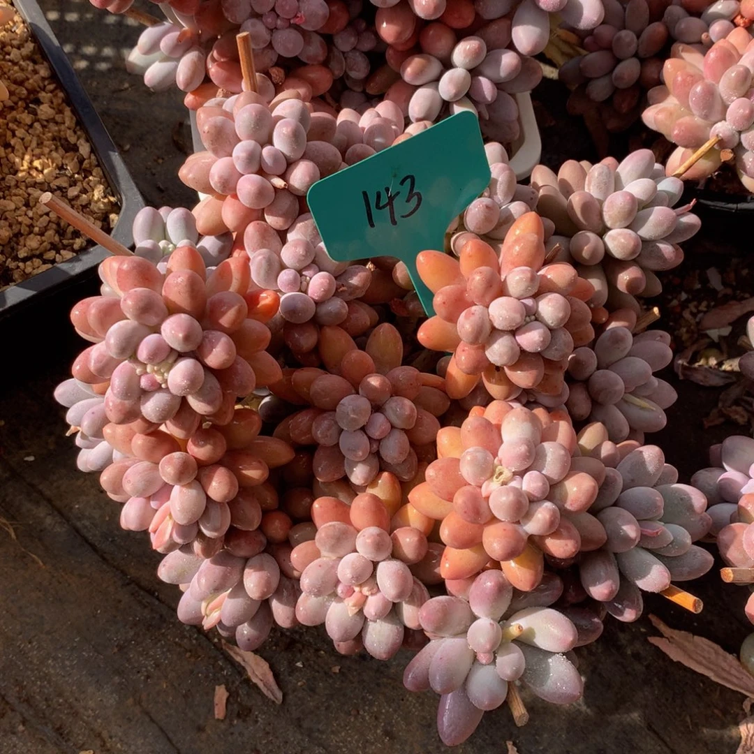 *****汤圆727272727277272