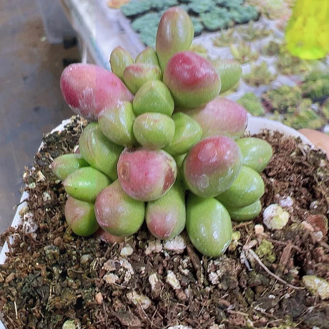 紫光19包邮多肉植物