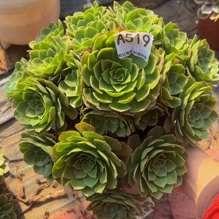 万圣夜多肉植物519.