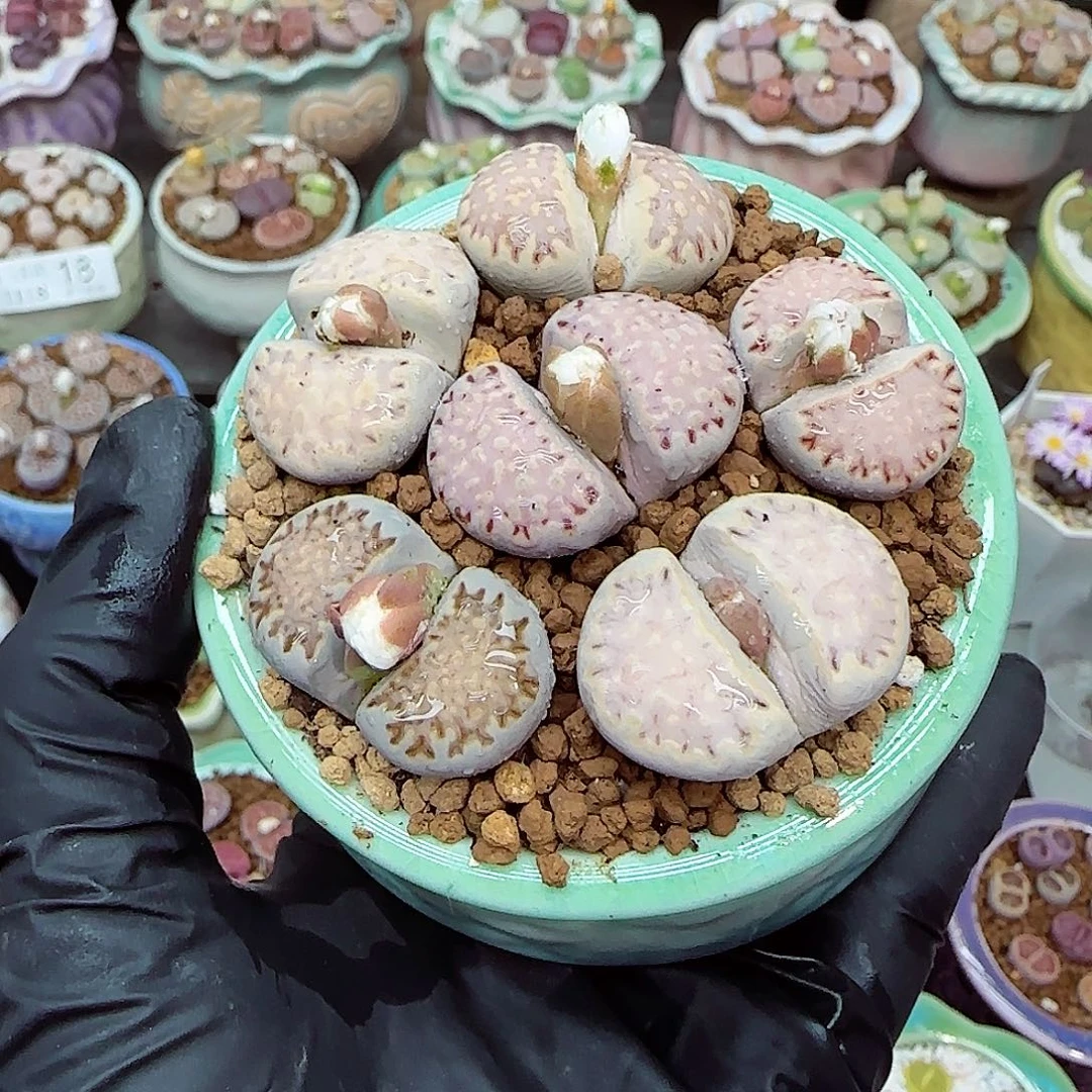 生石花满18包邮1118-25