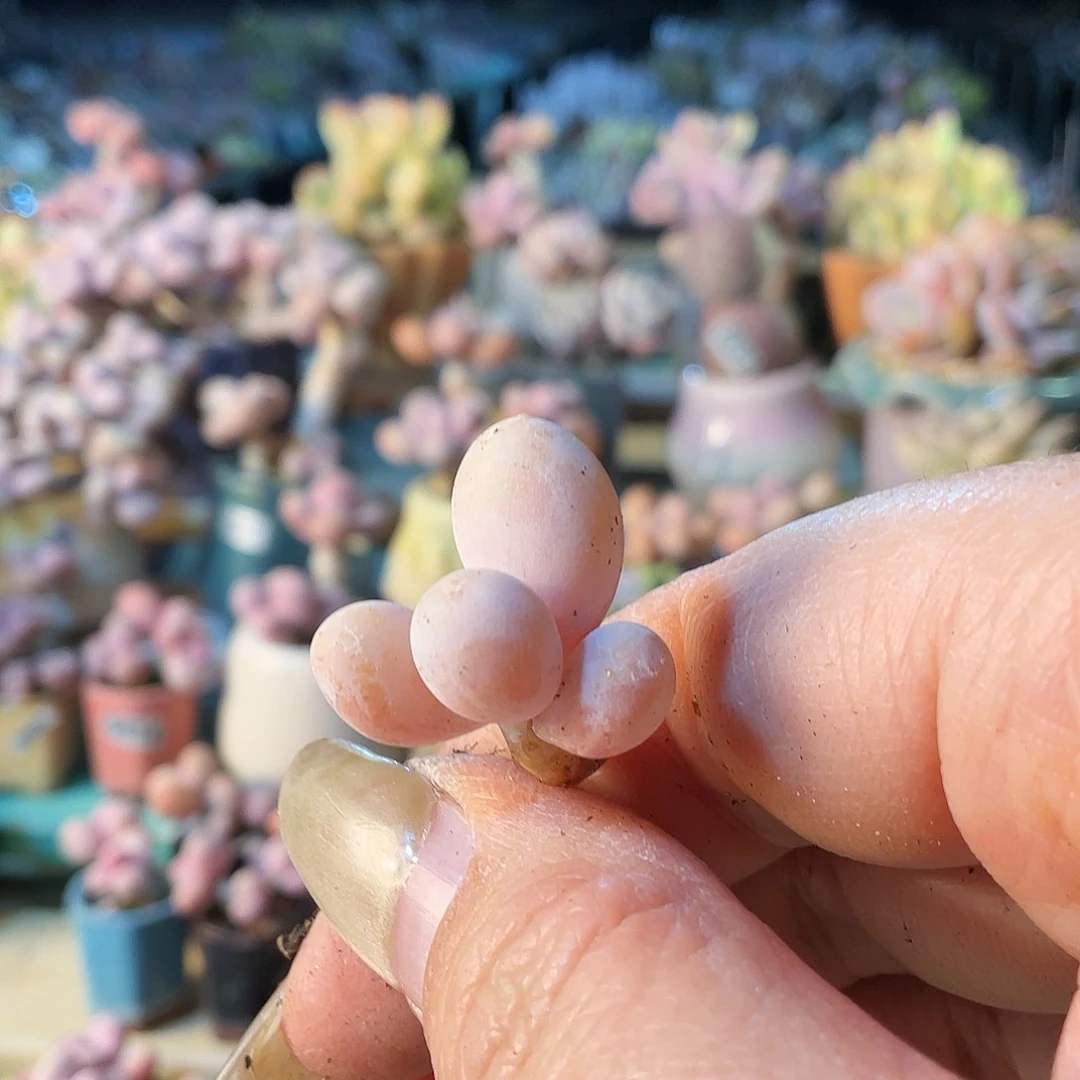 福*妮多肉植物的生长发育与生长发育的关系