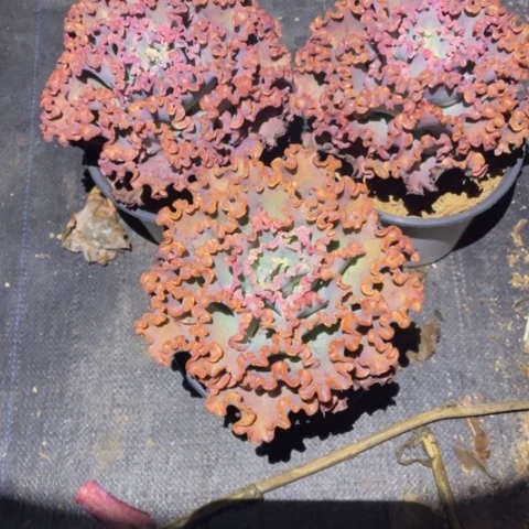 女王花笠三棵冠幅 14 厘米