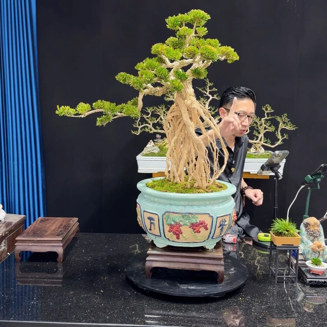 黄杨室内室外盆景艺术