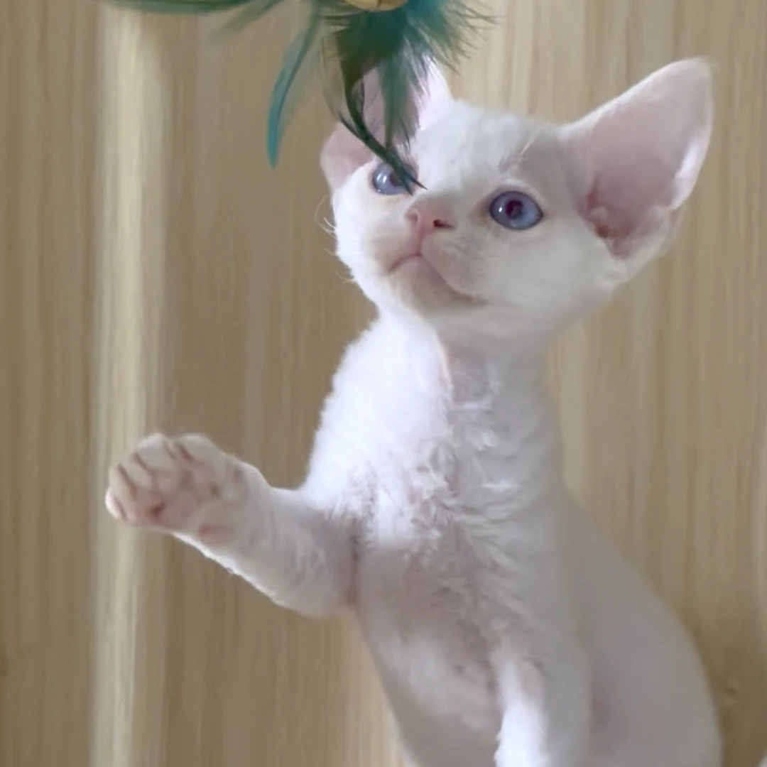 纯白蓝眼德文弟弟德文卷毛猫活体猫幼崽