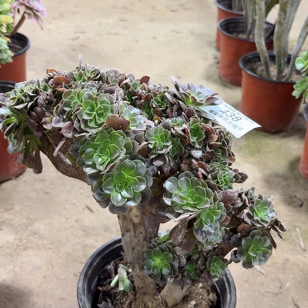 438欧紫缀化多肉植物法师