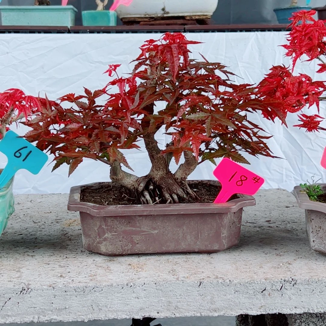 秉***诚无花朵枫树……枫树