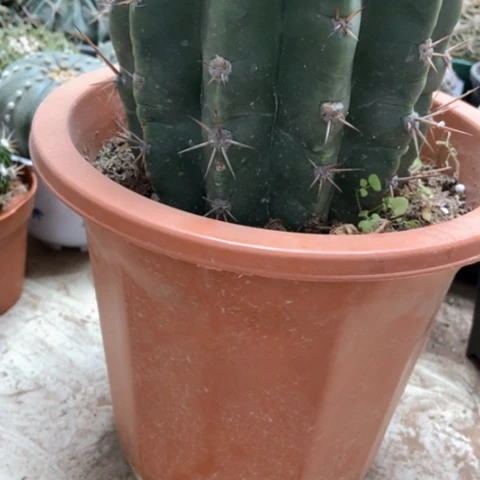 仁王冠仙人球40米仙人球