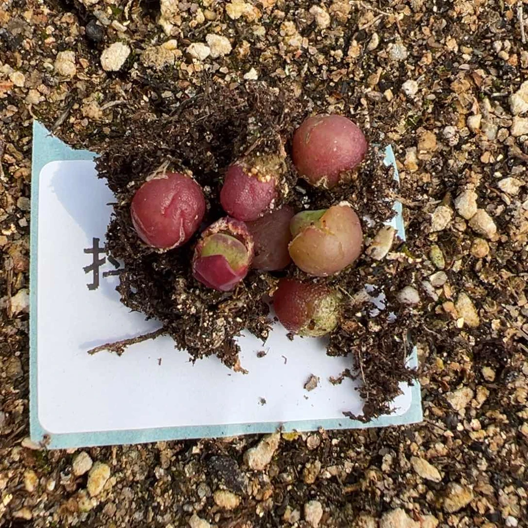 8-03量拍肉锥杂交一颗