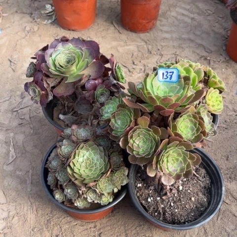 138多肉植物组合，
