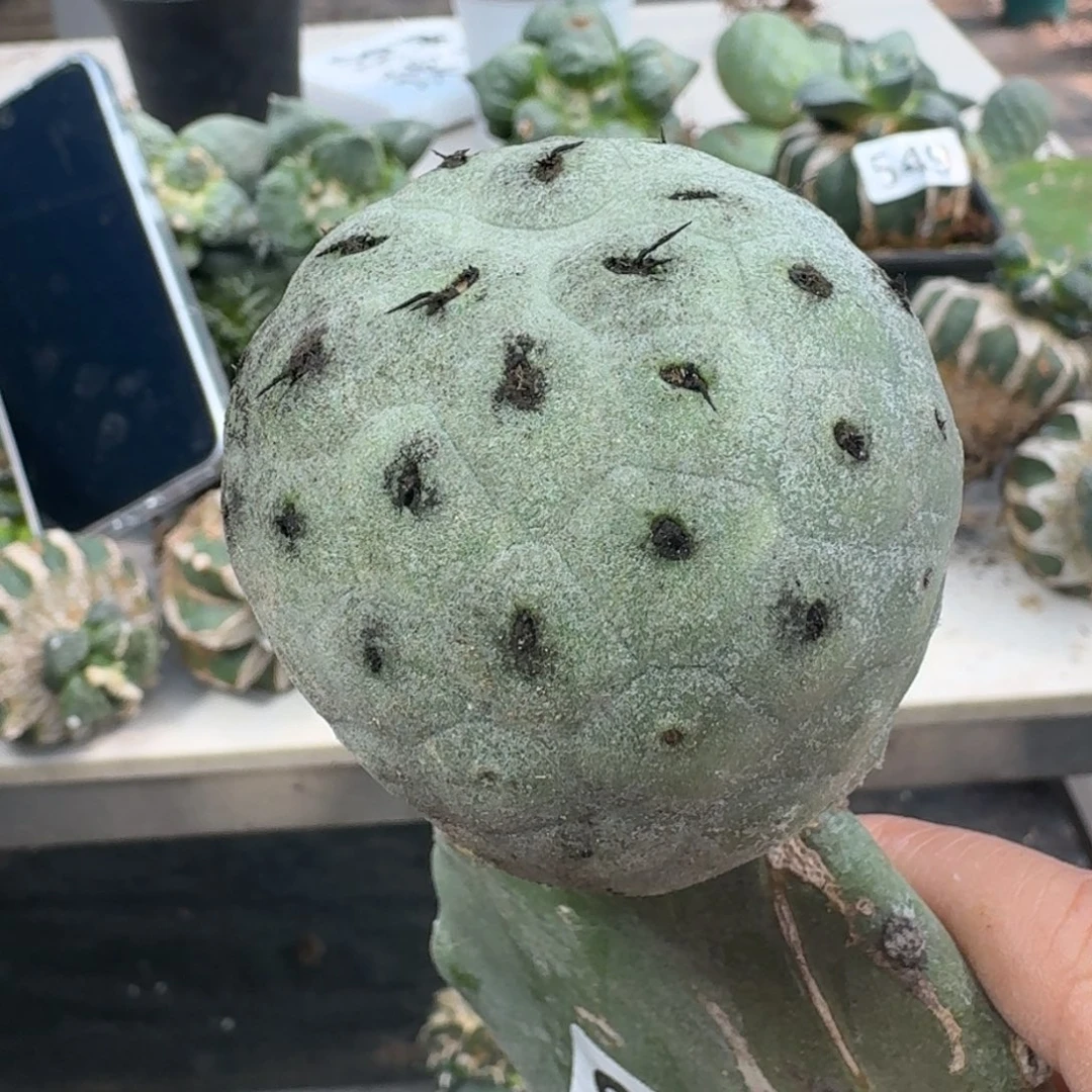 【闪购商品】无花朵丁*头绿皮洞洞572