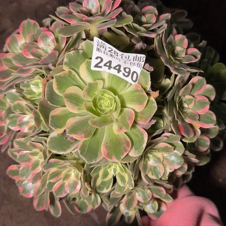 24490女妖多肉植物