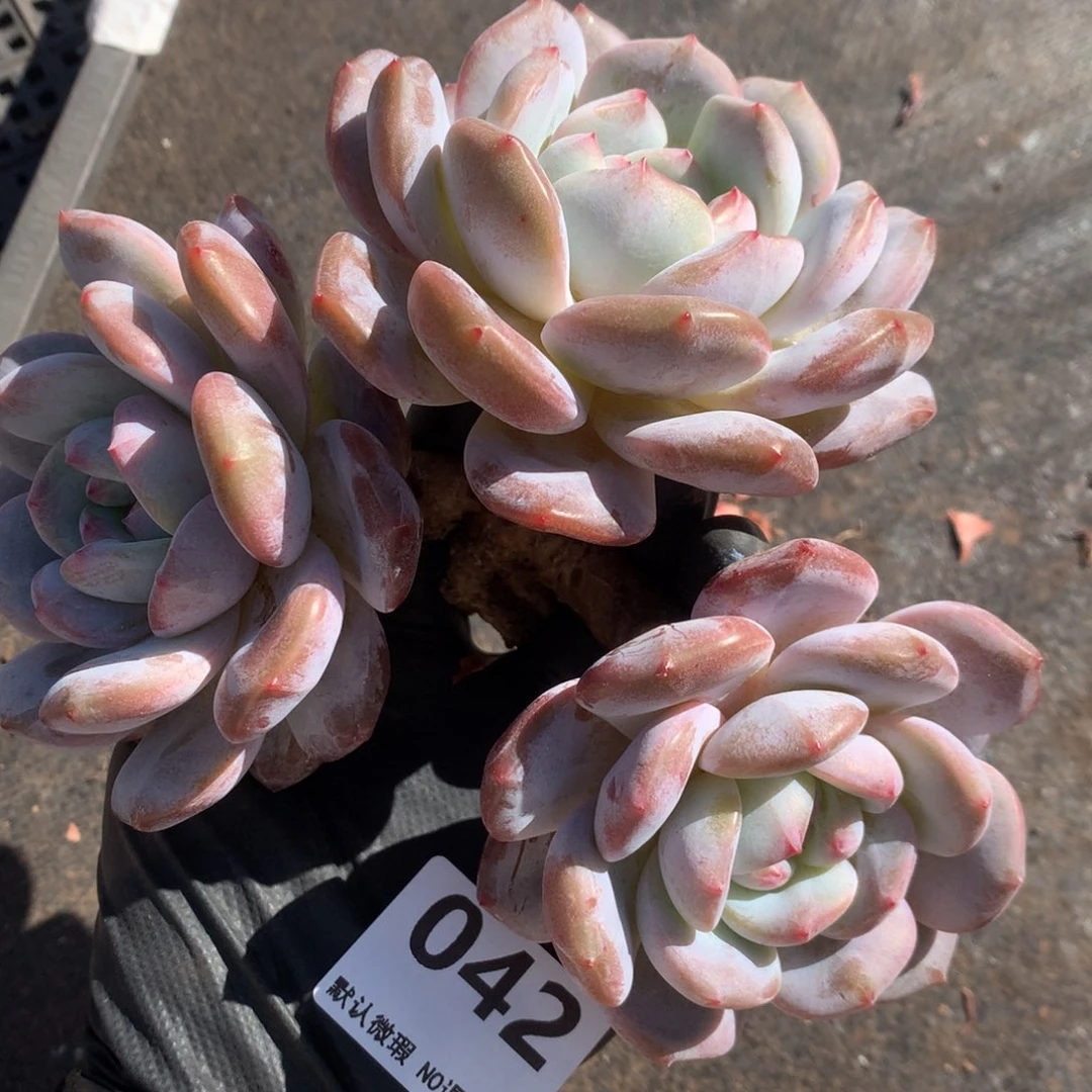 042号新疆西藏内蒙古不包邮