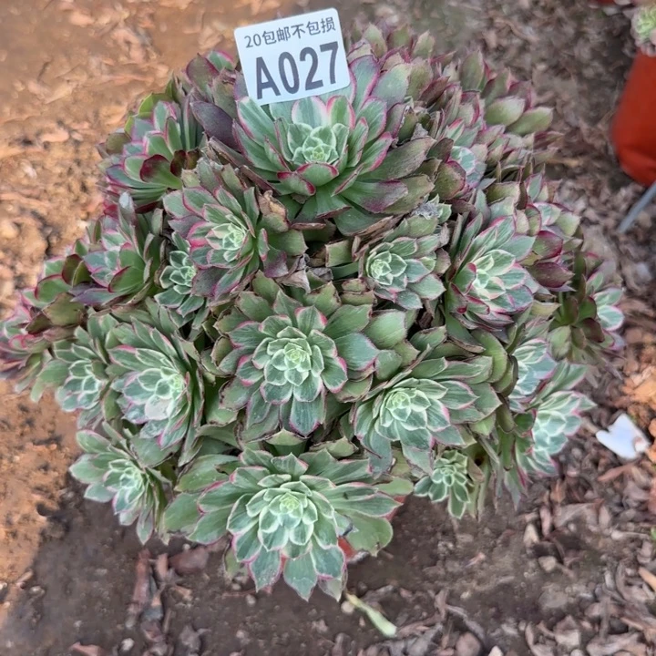 水晶莲花……多肉植物……