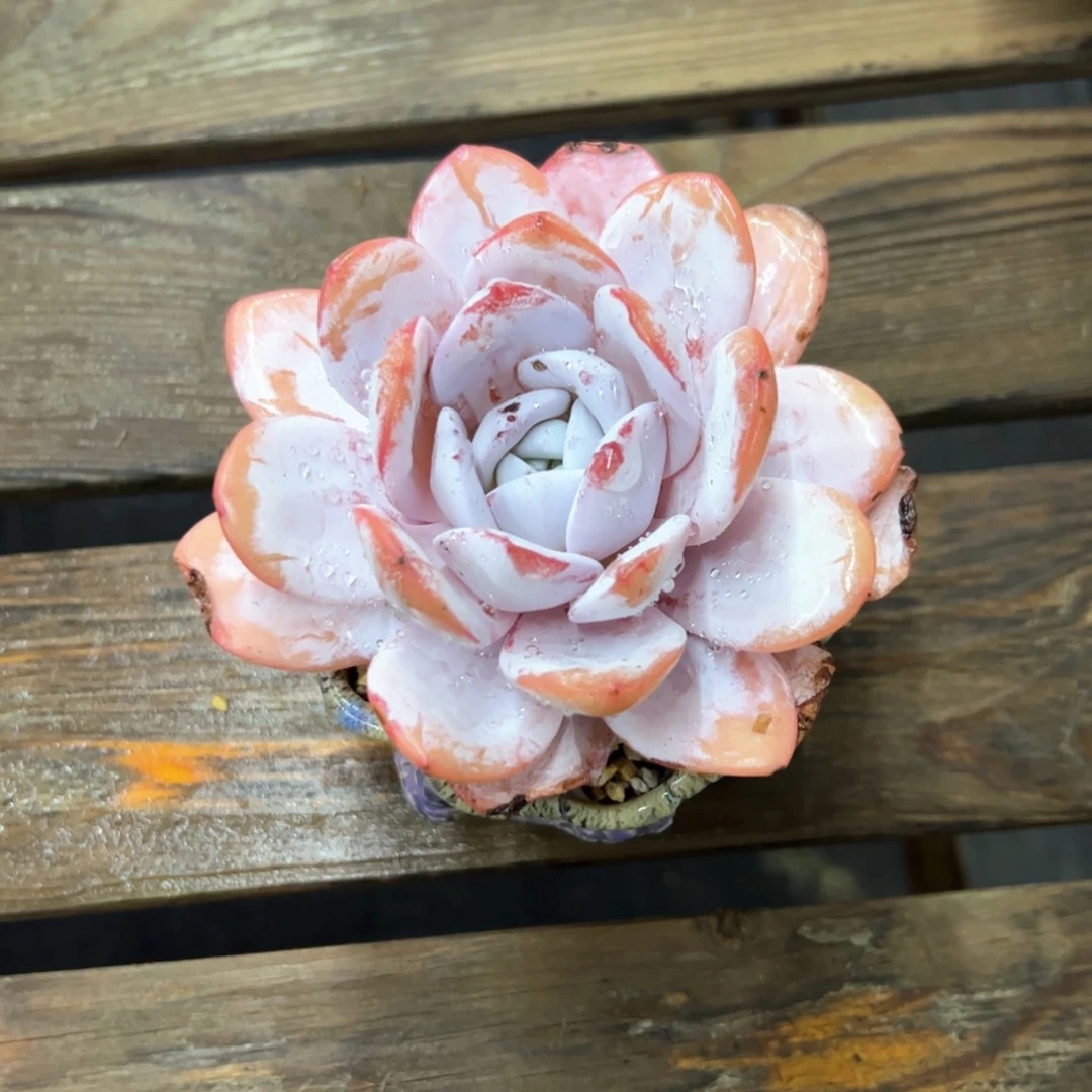 H*，雪莲15零零多肉植物