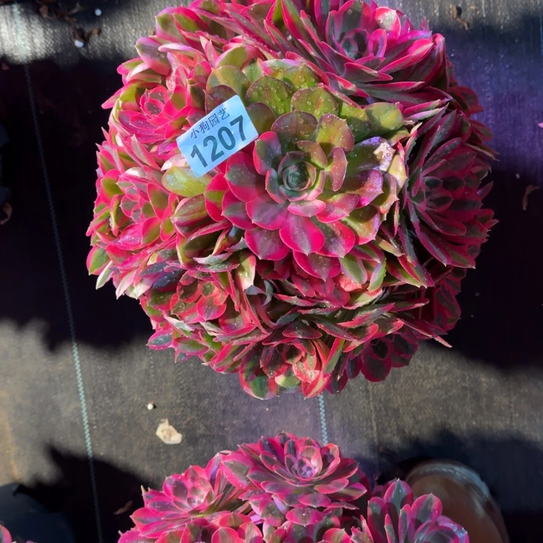 ?**姐胭脂血多肉植物1207