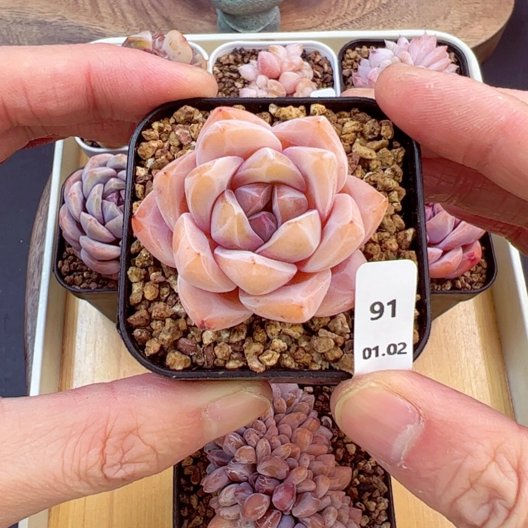 好好看91、哈哈哈哈