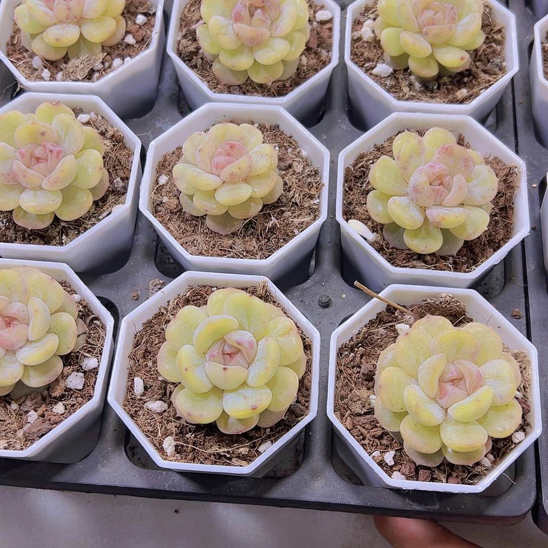 粉恋带盆带土19包邮