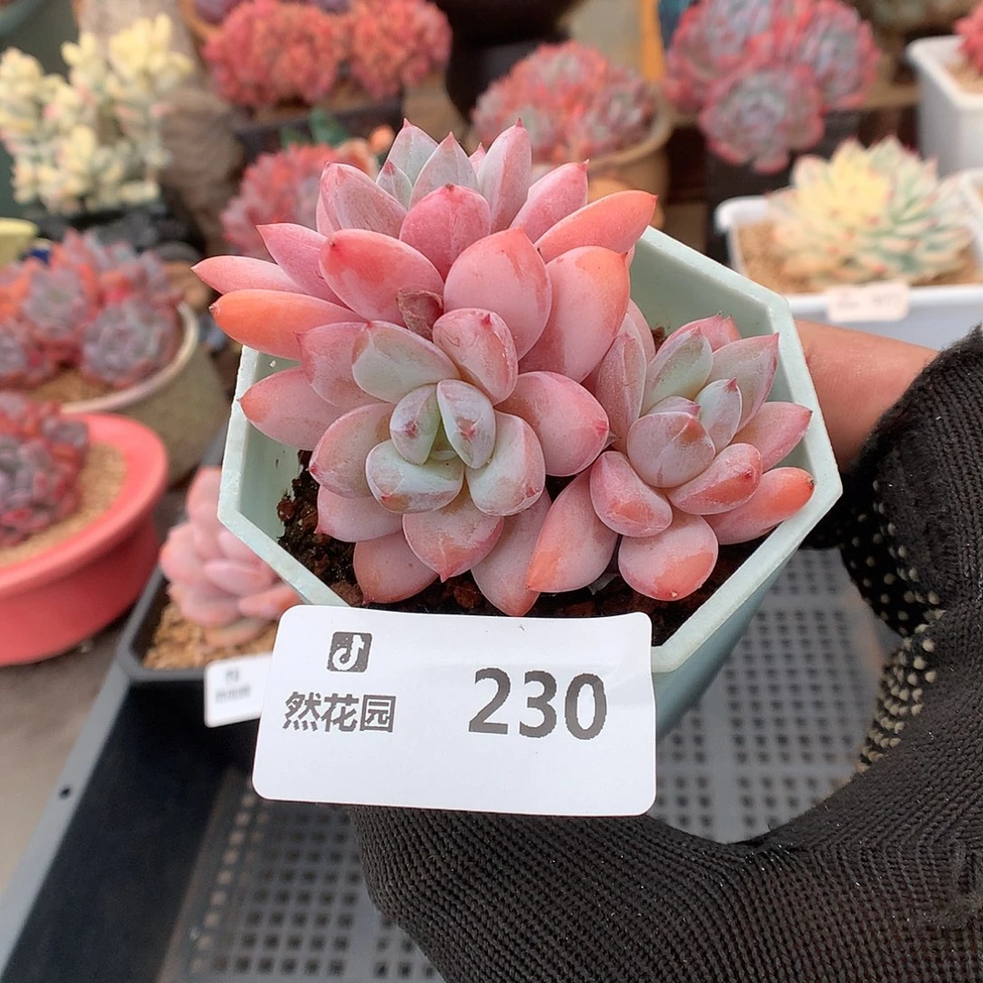 230星星雪多肉植物6666