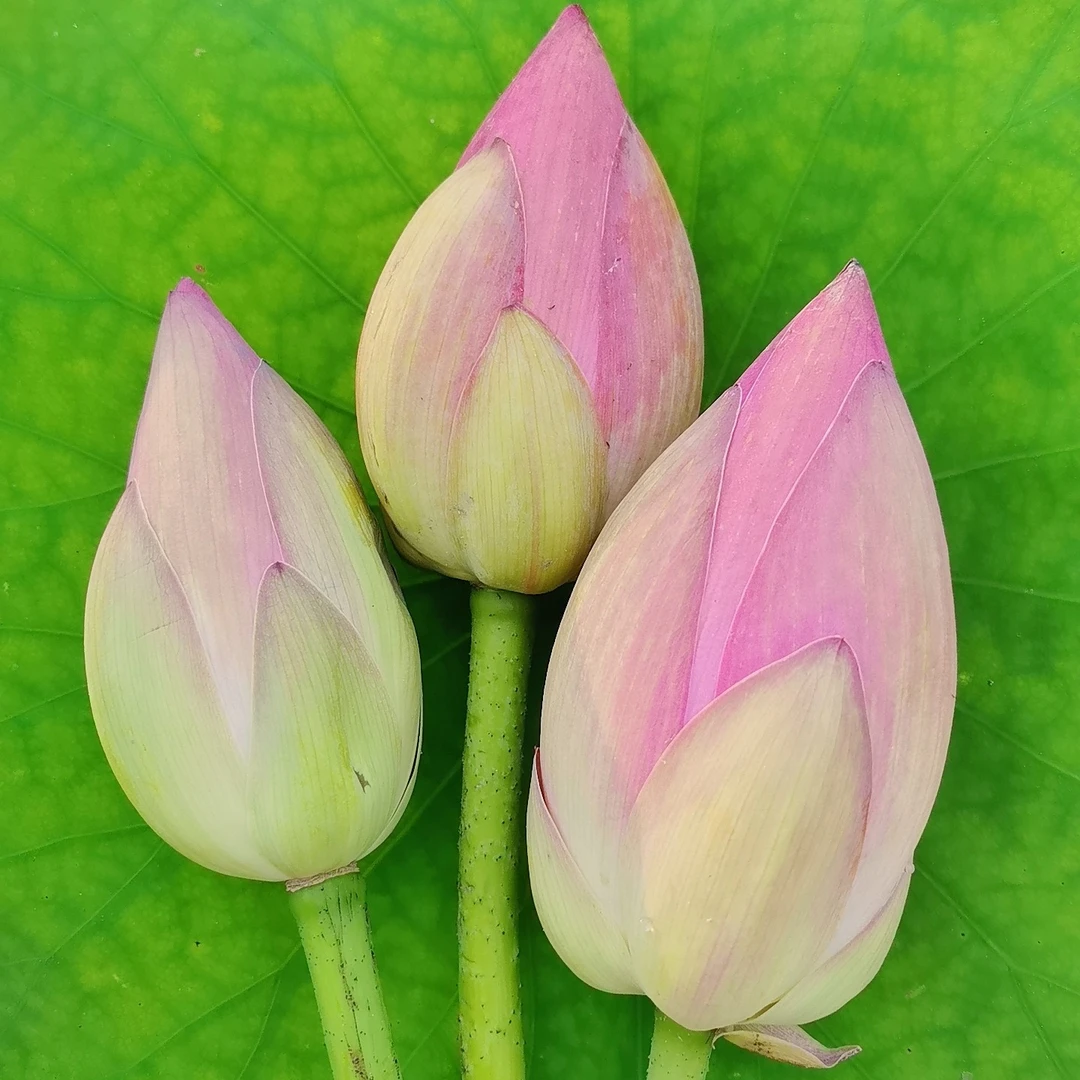 顺丰包邮新鲜荷花莲蓬现场采摘(总长50厘米左右）