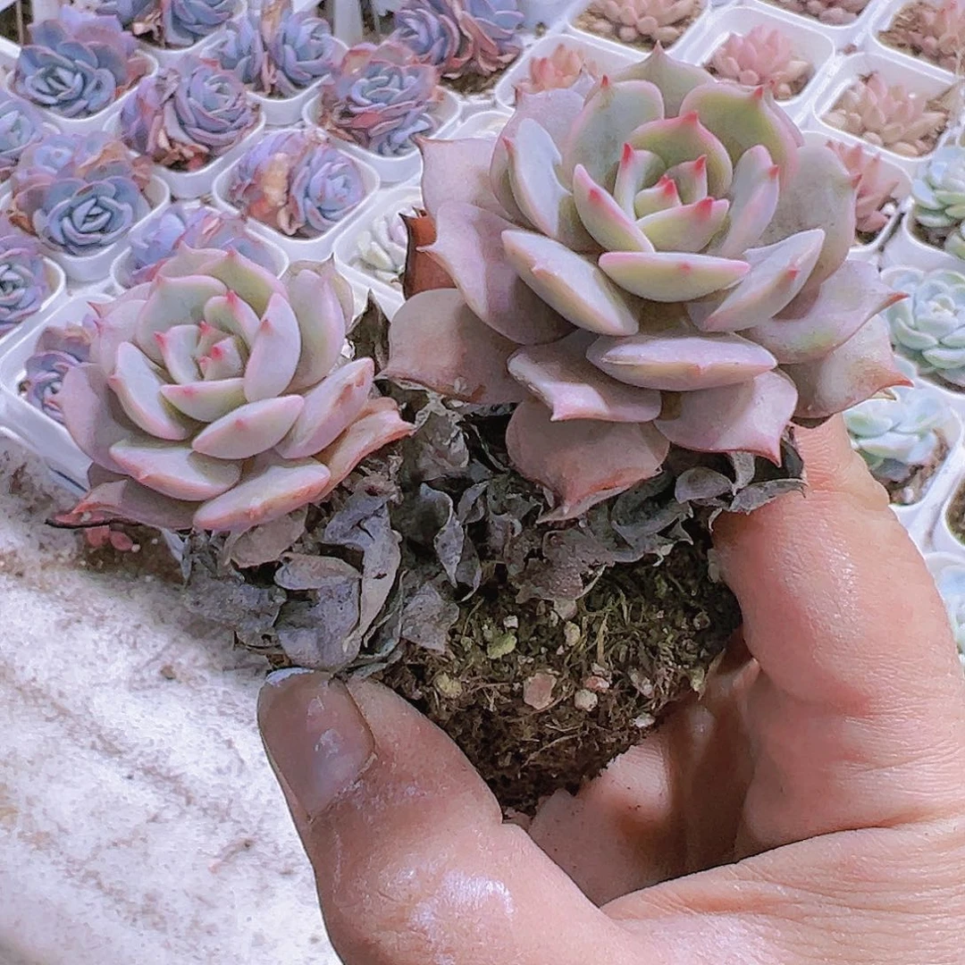 双头露娜连2个19包邮