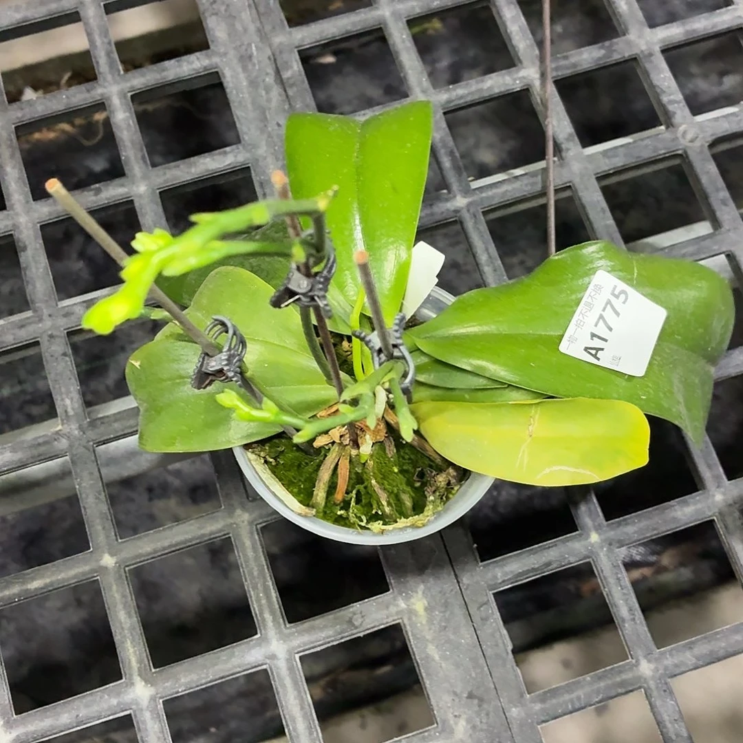 当前无花朵，栽培后可花朵A1774盈收三号