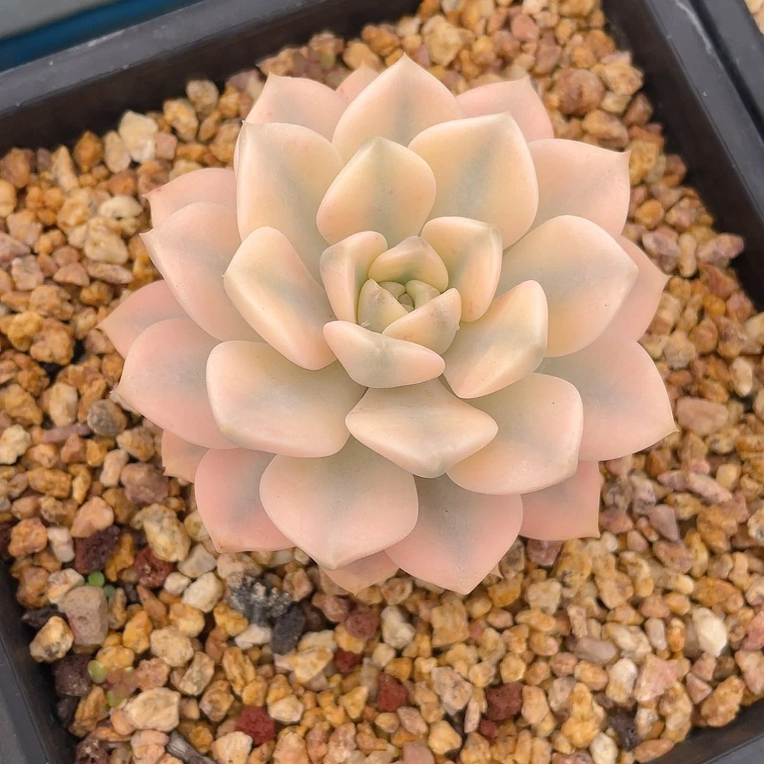 红粉佳人锦脱土包邮