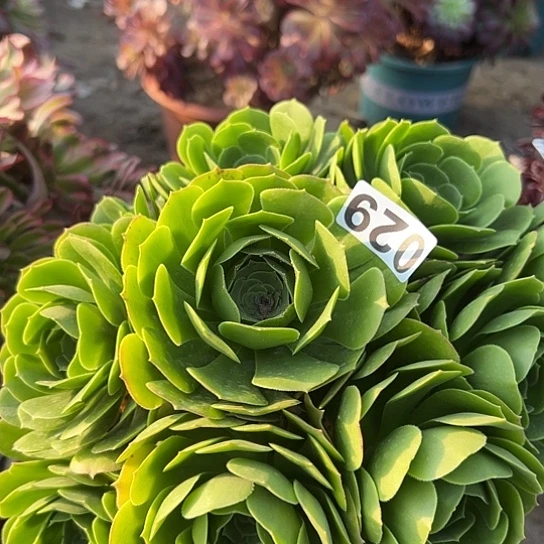 多肉植物一个法师有修