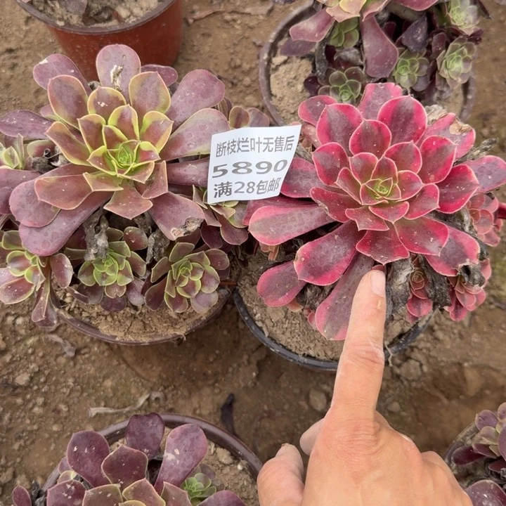 5890二号棚两个组合I