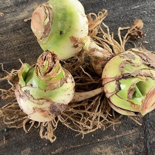 甜蜜妮芙包对版3颗两个带花剑