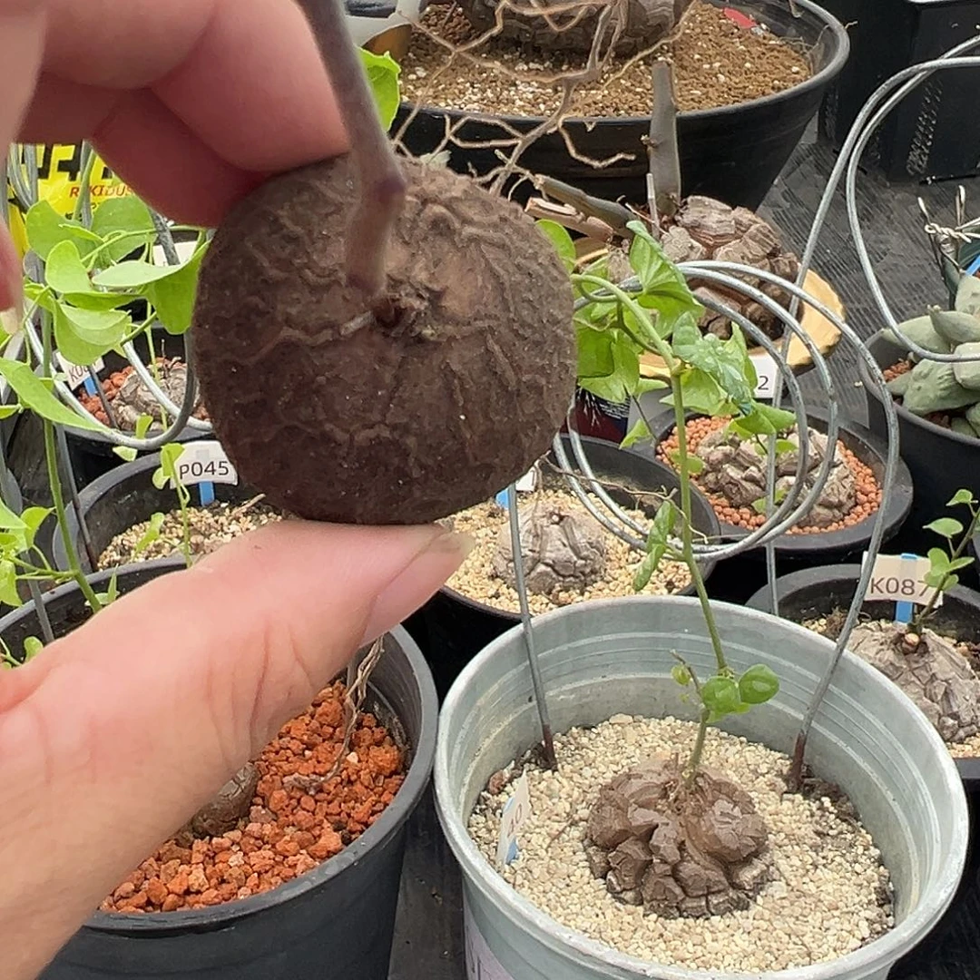 多肉植物专拍 一物一拍 南非龟甲龙23