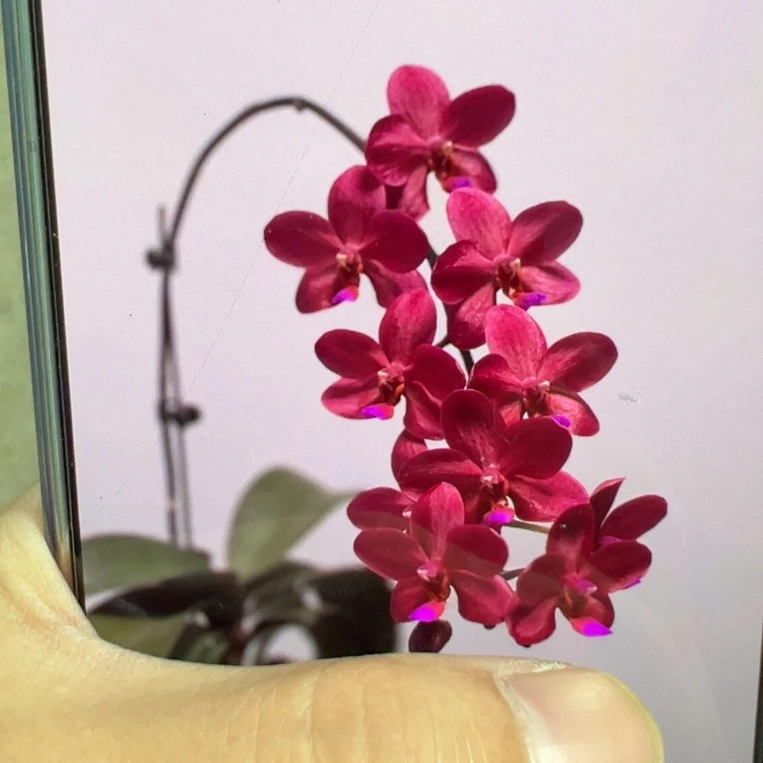 当前无花栽培后可以开花佛陀宝藏1.7