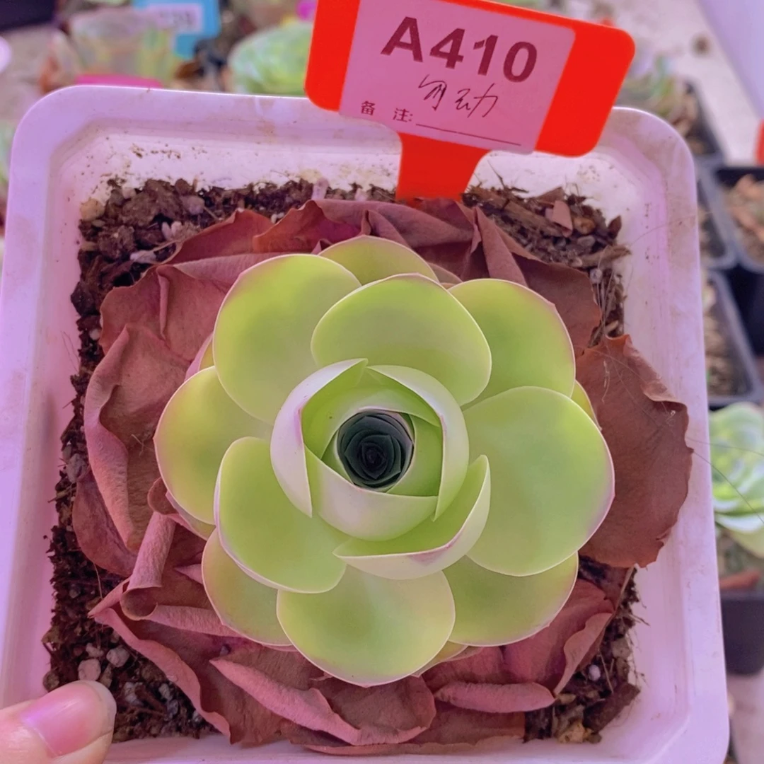 山地玫瑰一物一拍娇帕410