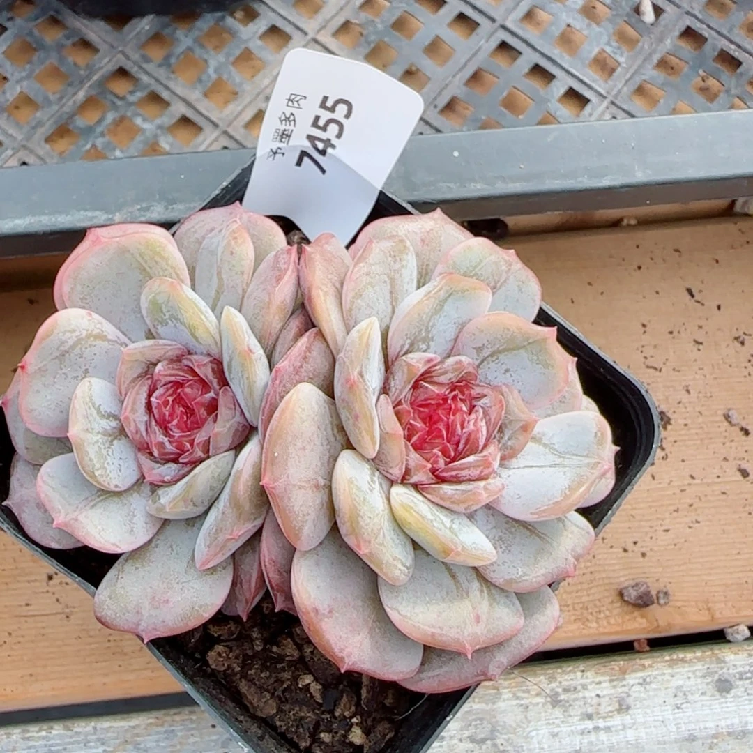 宫花，7452多肉植物