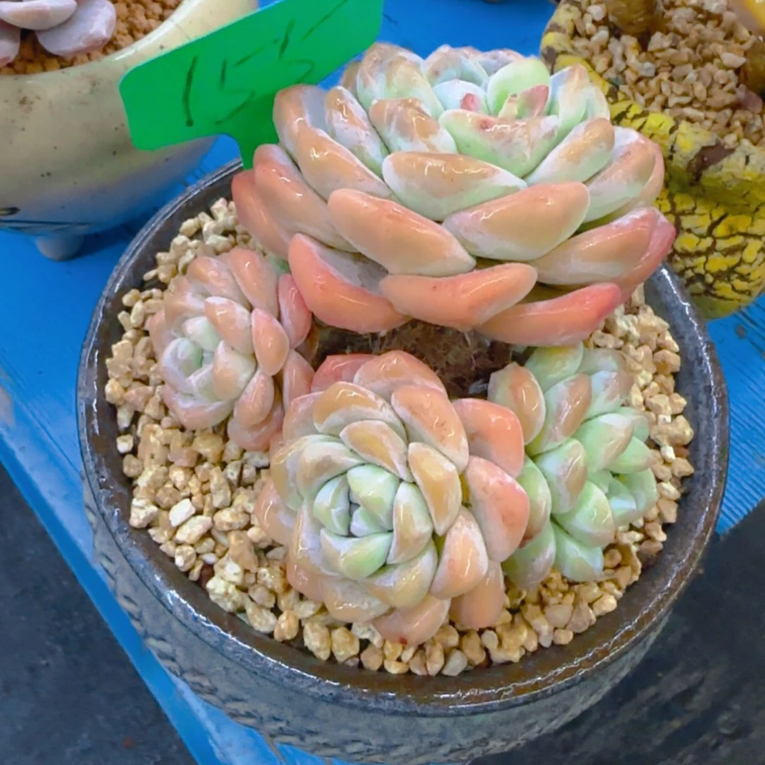 锦*155多肉植物一物一拍