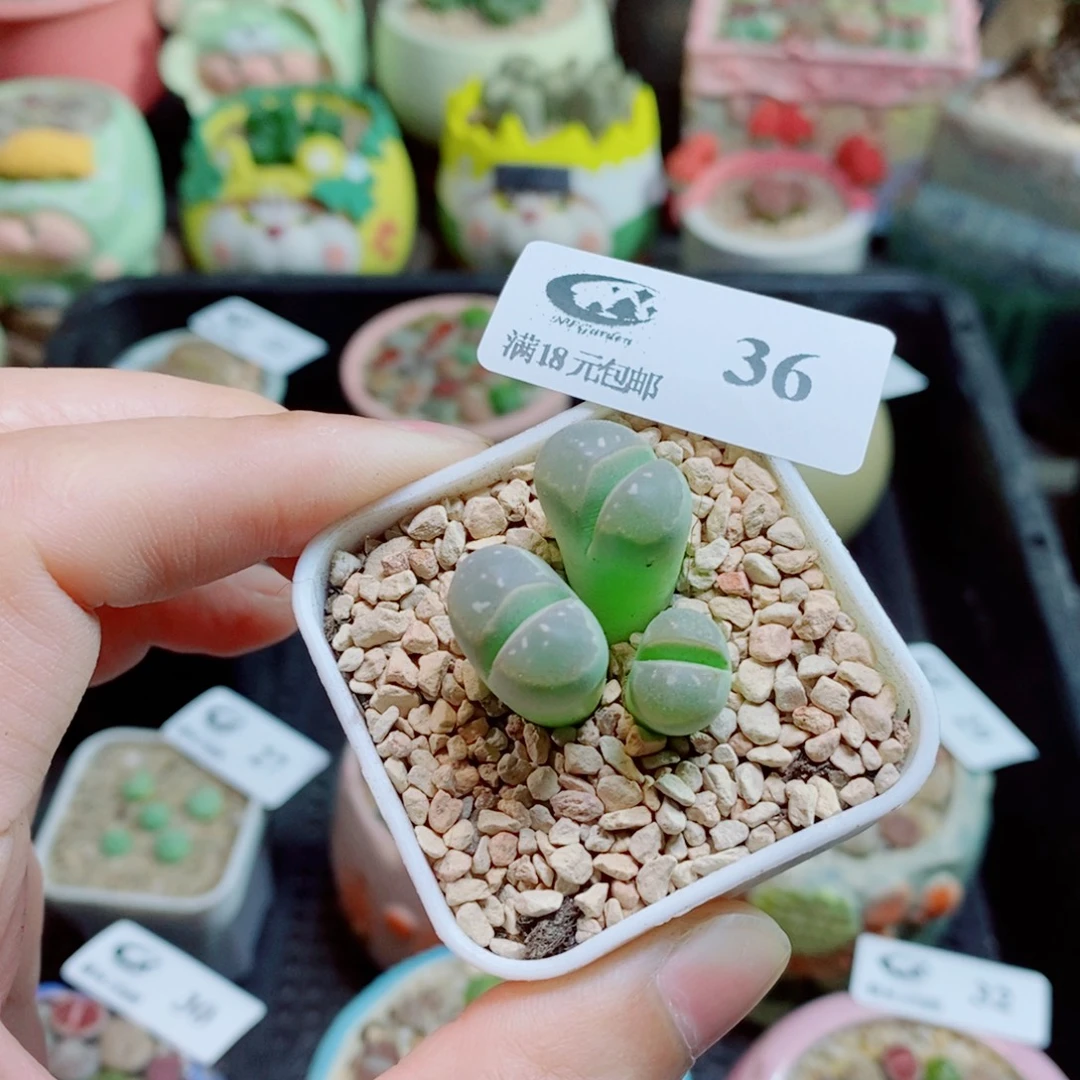 生石花花花花花花36
