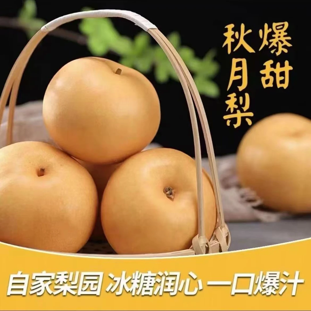 正宗山东莱阳秋月梨脆甜多汁新鲜现摘应季水果