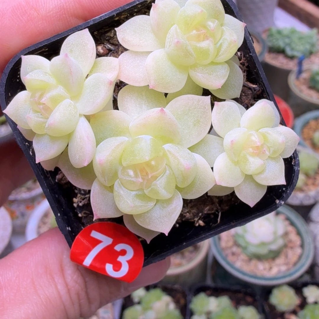 黎****73号财富8888一物一拍